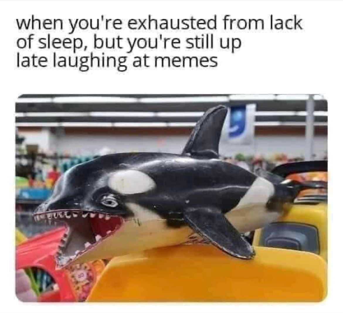 Fresh memes - when you're exhausted from lack of sleep, but you're still up late laughing at memes