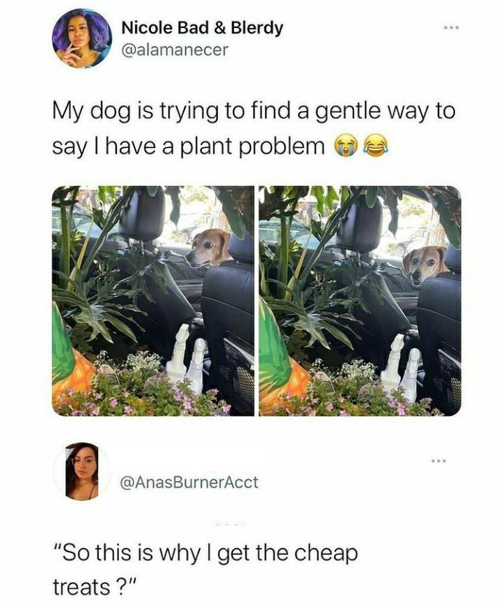 funny memes and pics - plant memes 2022 - Nicole Bad & Blerdy My dog is trying to find a gentle way to say I have a plant problem "So this is why I get the cheap treats?"