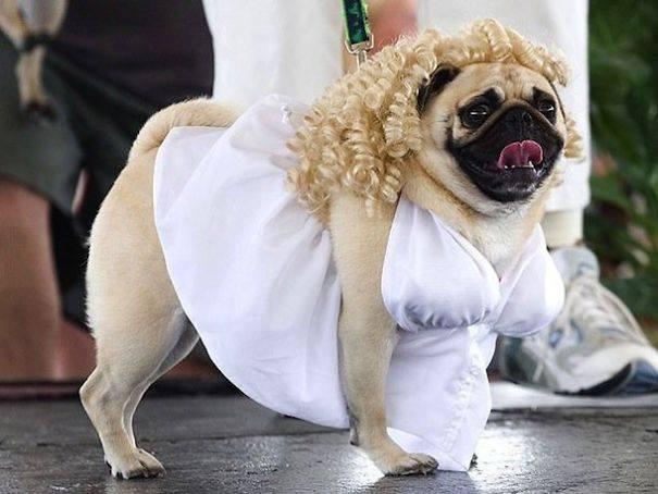 cosplayers doing it right - cute pugs in costumes