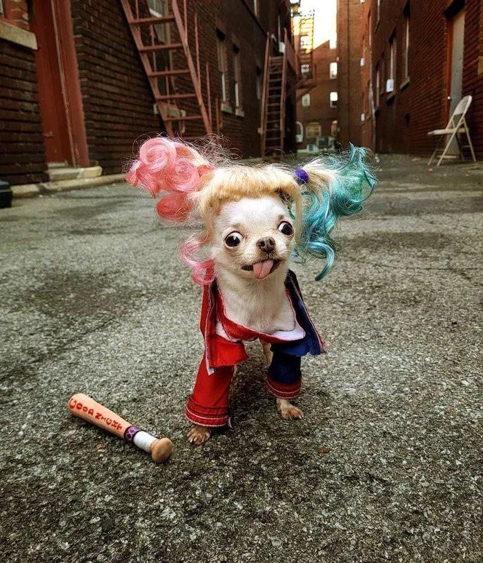 cosplayers doing it right - best halloween costumes for dogs