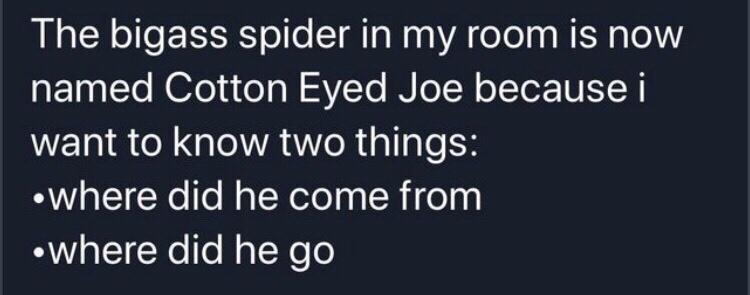 fresh memes - spider cotton eyed joe meme - The bigass spider in my room is now named Cotton Eyed Joe because i want to know two things where did he come from where did he go