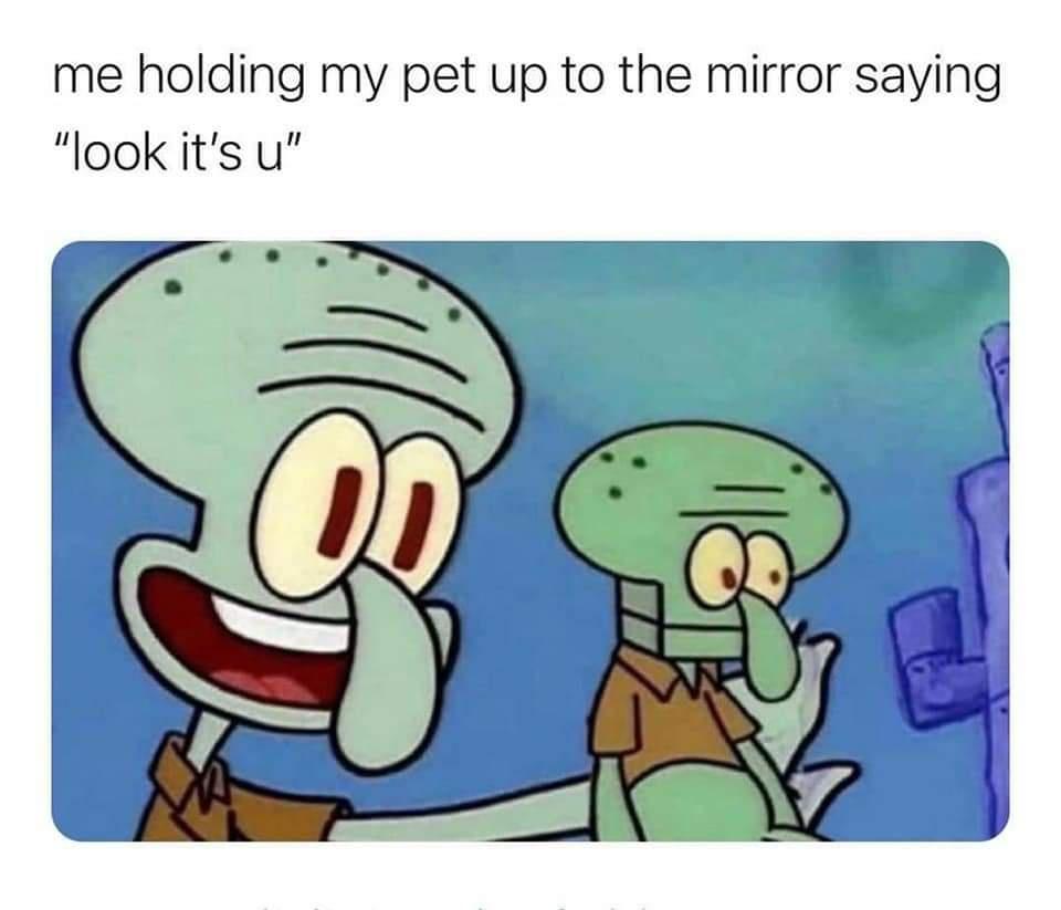 fresh memes - cartoon - me holding my pet up to the mirror saying "look it's u"