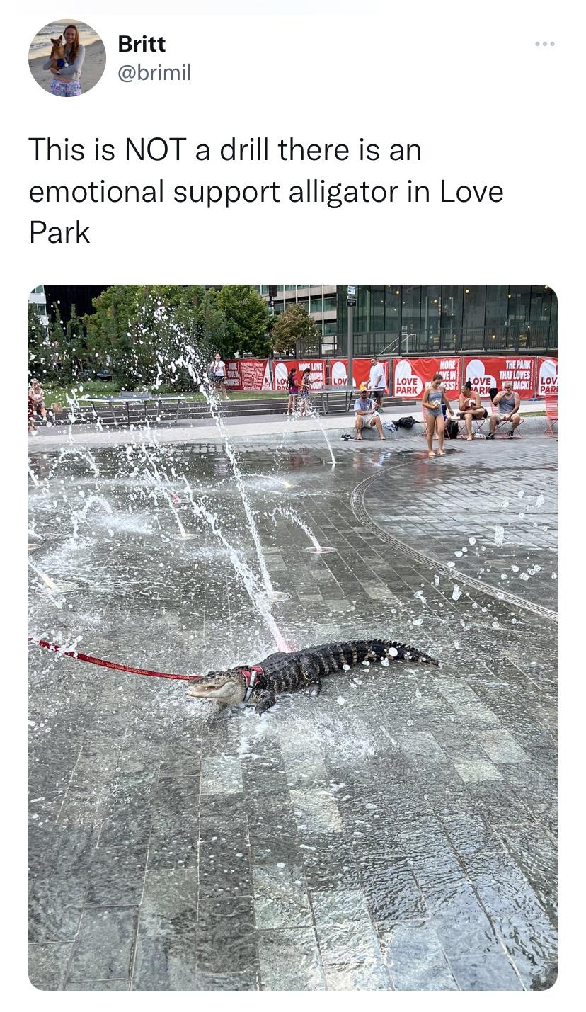 daily dose of randoms - Crocodiles - Britt This is Not a drill there is an emotional support alligator in Love Park She Lov Love Park Ave In Ess Love Ark The Park That Loves Yback ... Lov Pari
