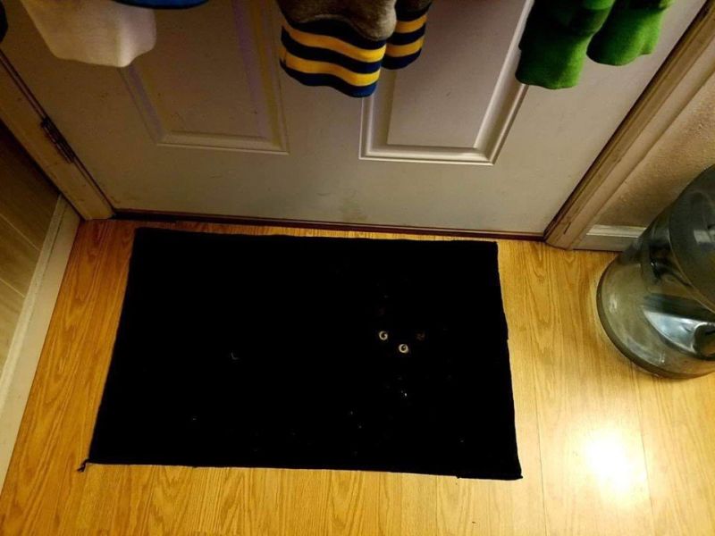 cammoflauge - black cat on black rug
