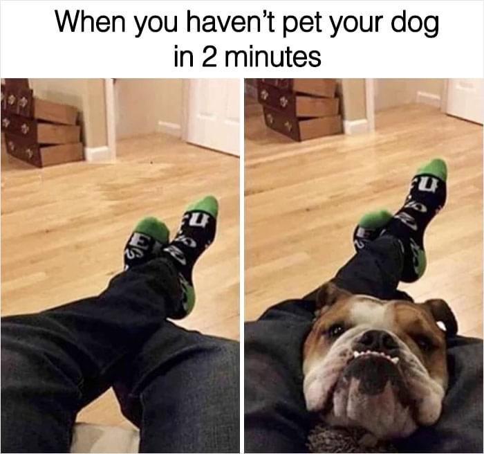 dog memes sneakers - When you haven't pet your dog in 2 minutes U