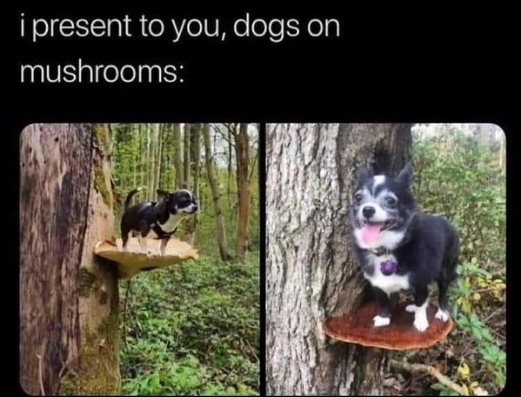 cool nature memes - i present to you, dogs on mushrooms