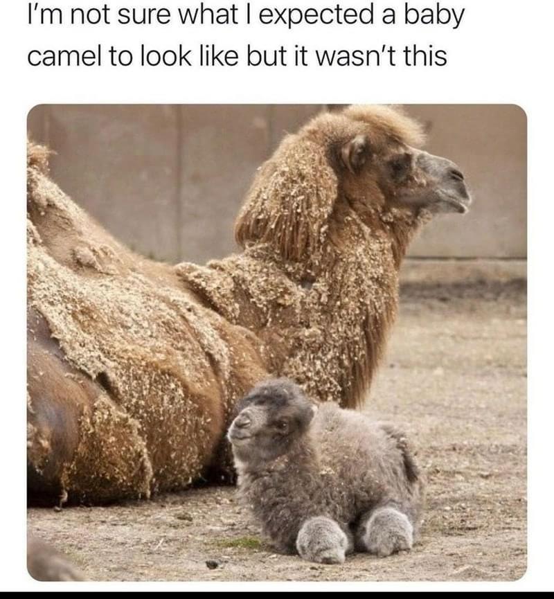 fuzzy baby camel - I'm not sure what I expected a baby camel to look but it wasn't this