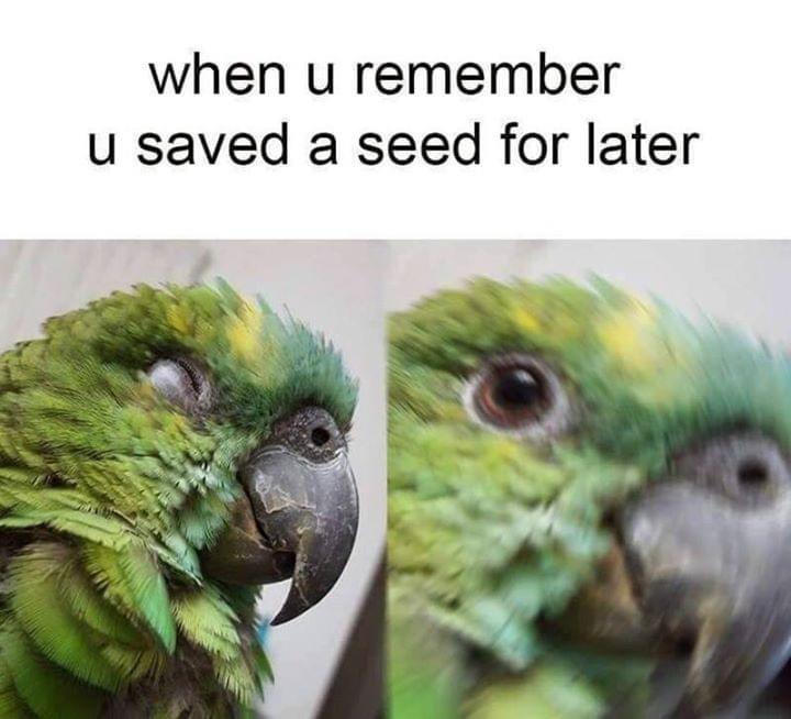 funny memes -- best parrot memes - when u remember u saved a seed for later