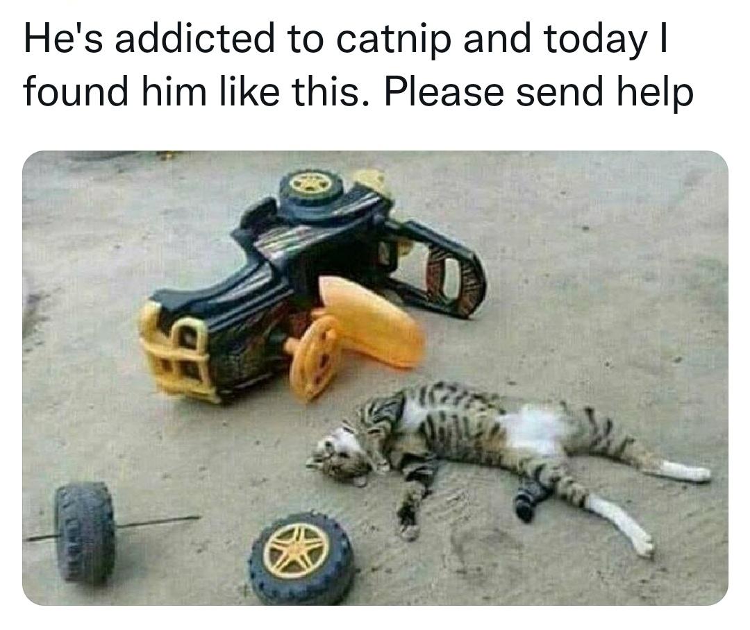 funny memes - fauna - He's addicted to catnip and today I found him this. Please send help