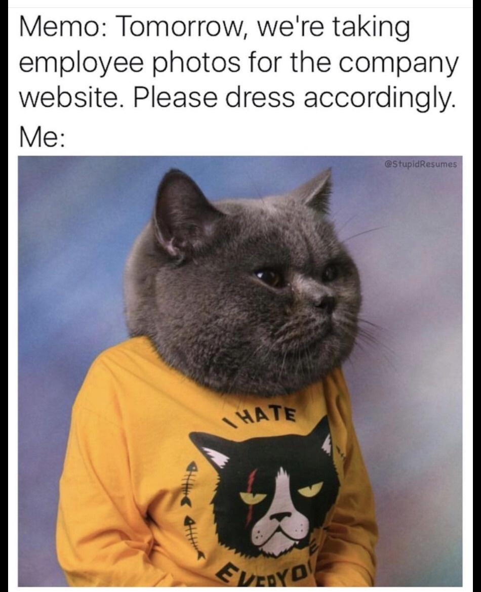 dank memes - cat office meme - Memo Tomorrow, we're taking employee photos for the company website. Please dress accordingly. Me 4|||| Hate Every D Resumes