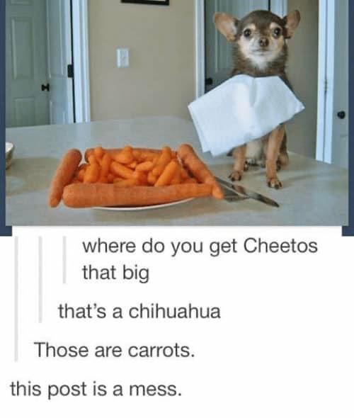 dank memes - funny chihuahua - where do you get Cheetos that big that's a chihuahua Those are carrots. this post is a mess.