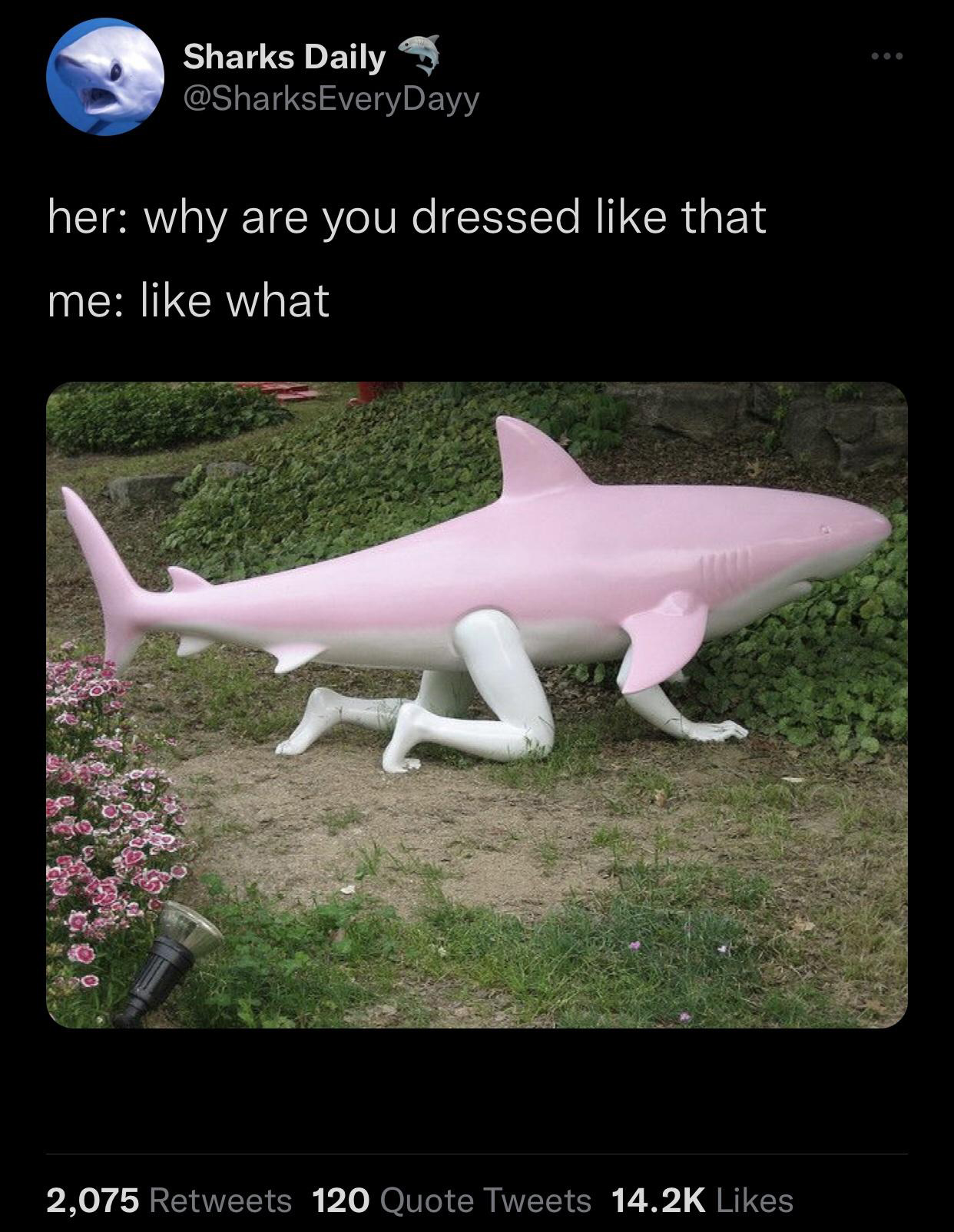 dank memes - shark dank meme - Sharks Daily her why are you dressed that me what S 2,075 120 Quote Tweets