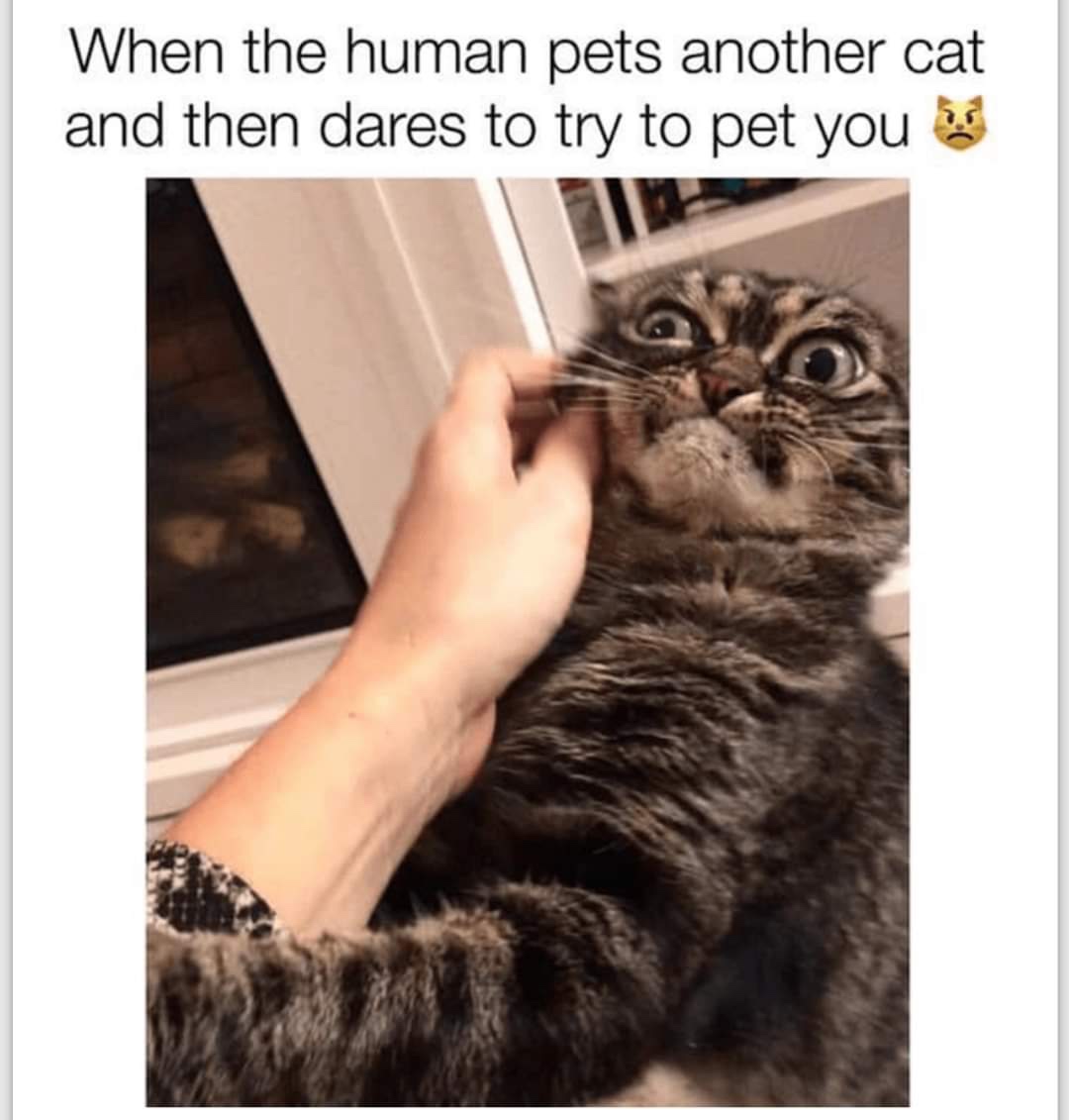 dank memes - photo caption - When the human pets another cat and then dares to try to pet you