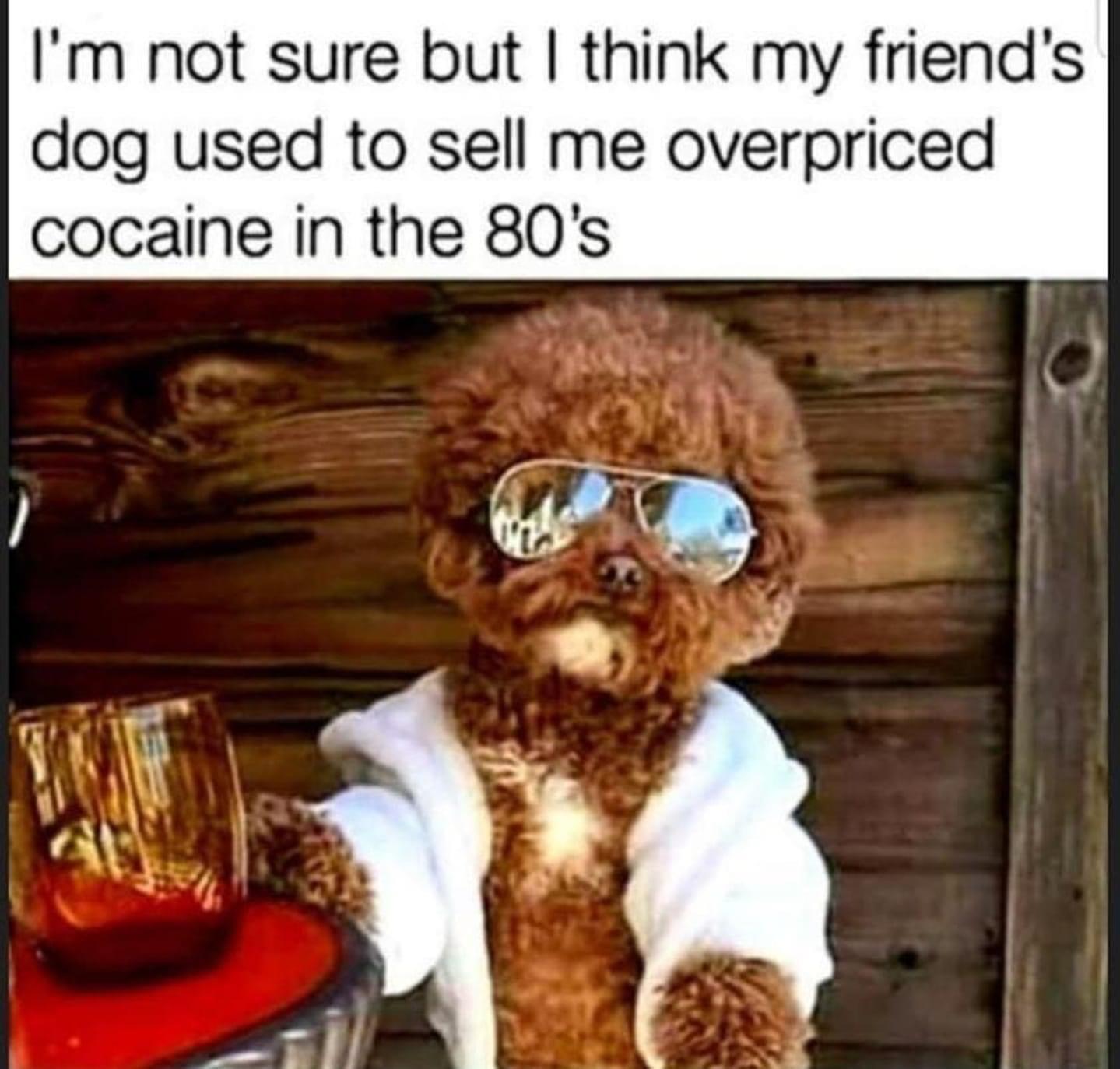 dank memes - photo caption - I'm not sure but I think my friend's dog used to sell me overpriced cocaine in the 80's Tone