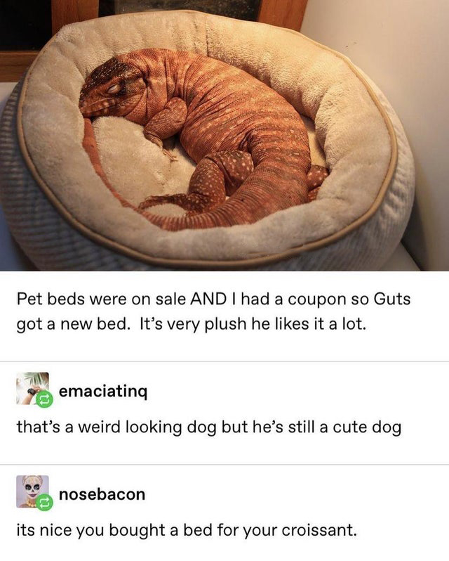dank  memes - bed - Pet beds were on sale And I had a coupon so Guts got a new bed. It's very plush he it a lot. emaciating that's a weird looking dog but he's still a cute dog nosebacon its nice you bought a bed for your croissant.