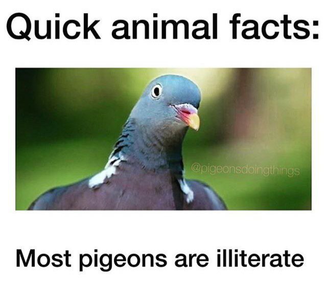 dank  memes - fauna - Quick animal facts Most pigeons are illiterate
