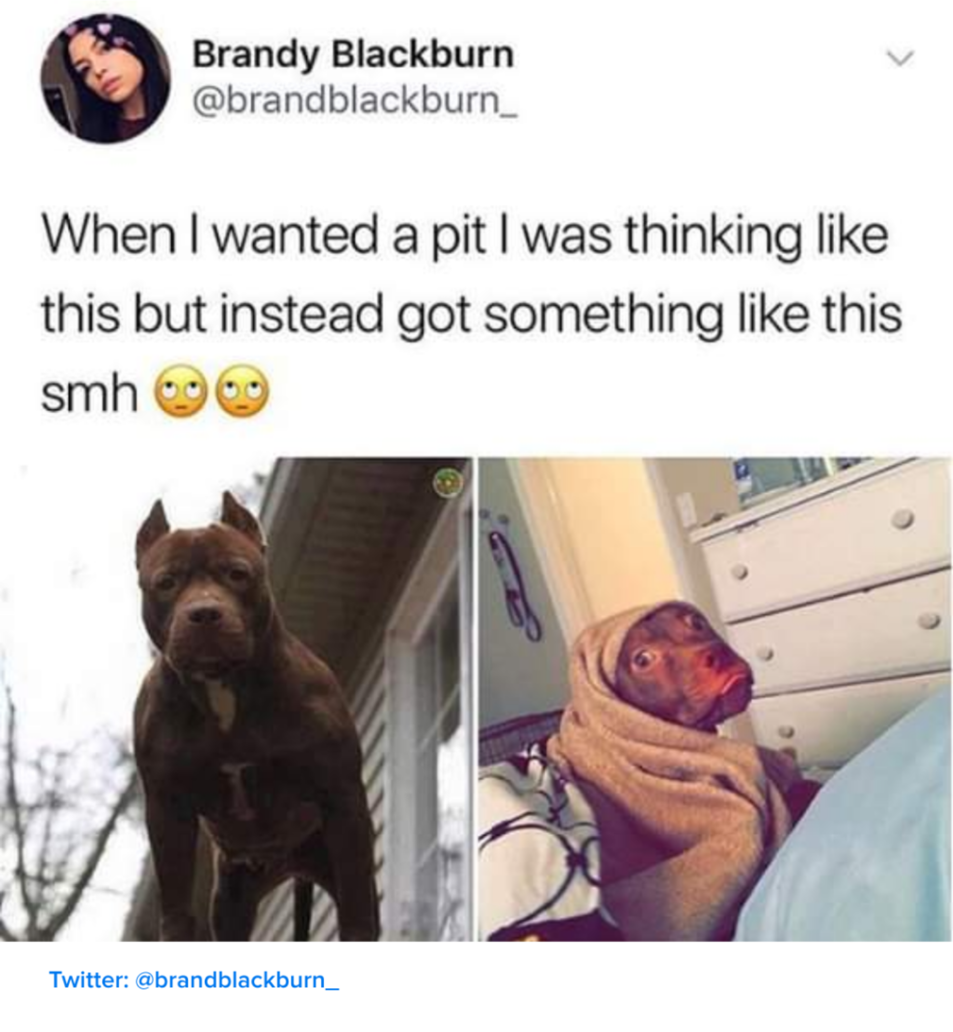 dank  memes - photo caption - Brandy Blackburn When I wanted a pit I was thinking this but instead got something this smh Twitter