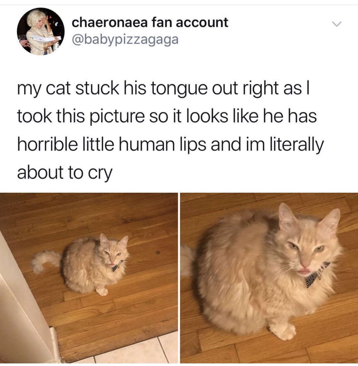 savage tweets - catto memes - chaeronaea fan account my cat stuck his tongue out right as I took this picture so it looks he has horrible little human lips and im literally about to cry Sour