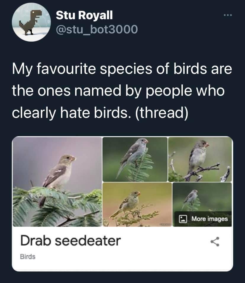 savage tweets - birds named by people who hate birds - Stu Royall ... My favourite species of birds are the ones named by people who clearly hate birds. thread Drab seedeater Birds More images