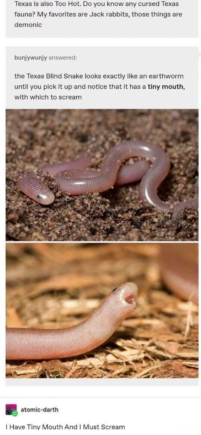 cute blind snake - Texas is also Too Hot. Do you know any cursed Texas fauna? My favorites are Jack rabbits, those things are demonic bunjywunjy answered the Texas Blind Snake looks exactly an earthworm until you pick it up and notice that it has a tiny m