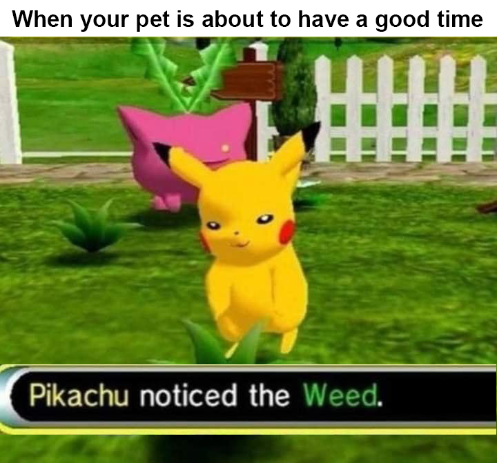 Gaming memes - pikachu noticed the weed - When your pet is about to have a good time Pikachu noticed the Weed.