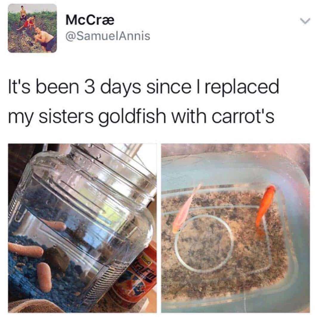dank memes - its been 3 days since i replaced my sisters goldfish with carrots - McCr It's been 3 days since I replaced my sisters goldfish with carrot's Lo tari