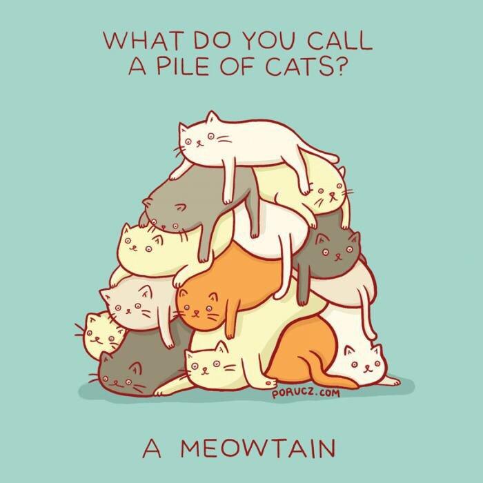 dank memes - do you call a pile of cats - What Do You Call A Pile Of Cats? Foll Porucz.Com A Meowtain