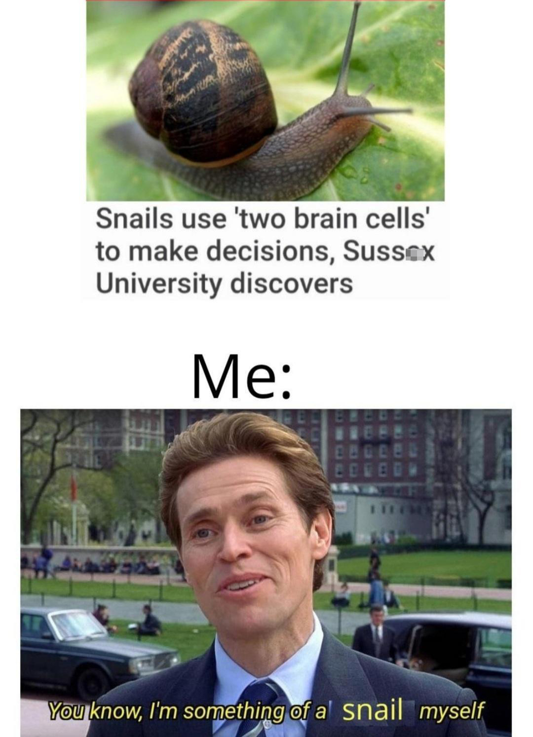 daily dose of pics and memes - norman osborn - Snails use 'two brain cells' to make decisions, Sussex University discovers Me You know, I'm something of a snail myself