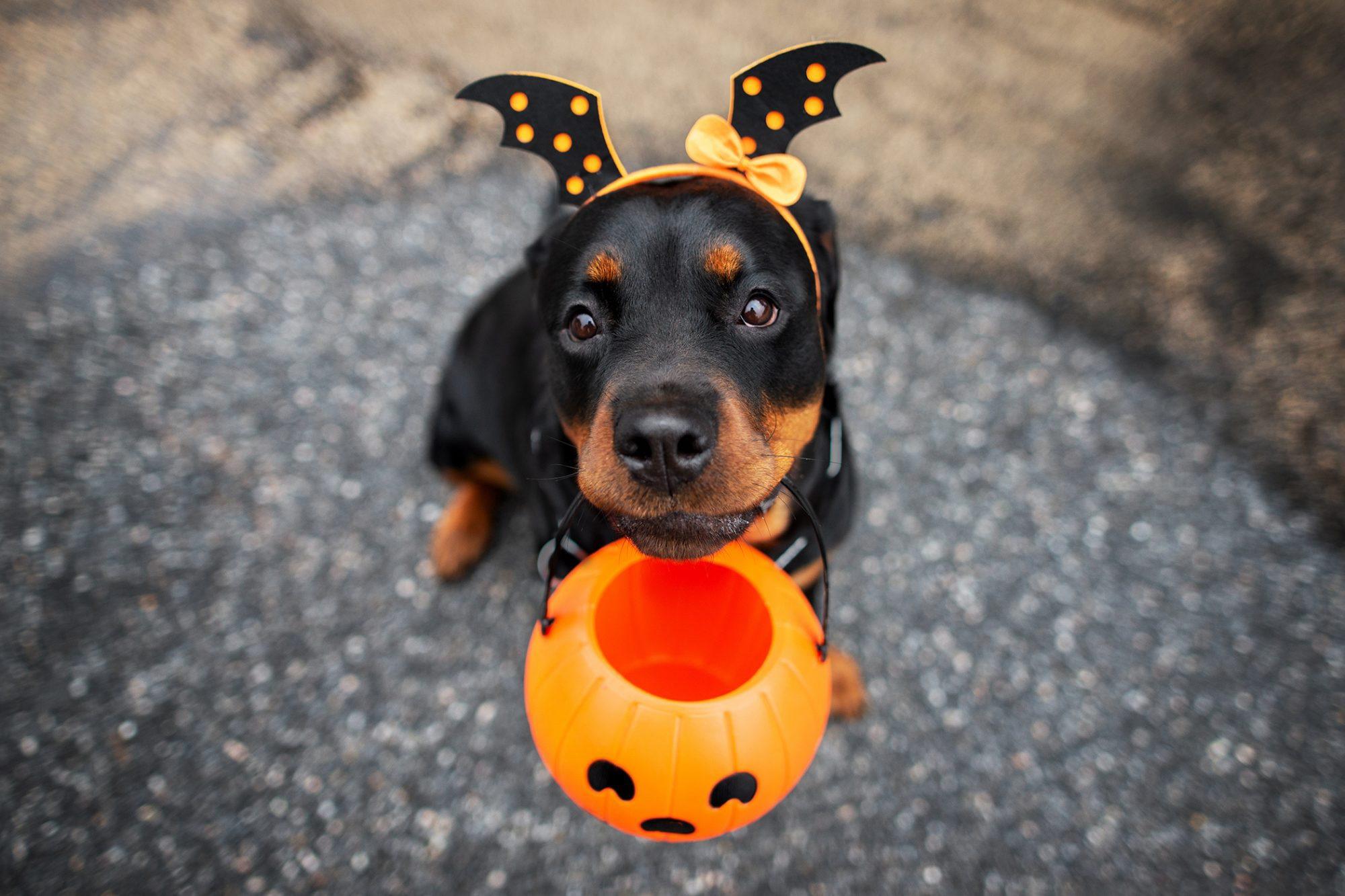 daily dose of pics and memes - halloween dog
