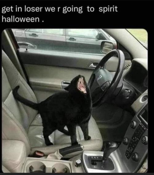 daily dose of pics and memes - Spirit Halloween - get in loser we r going to spirit halloween. 6114