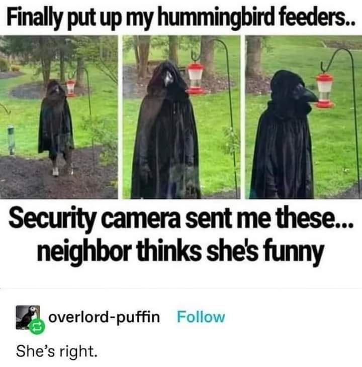 daily dose of pics and memes - plague doctor hummingbird feeder - Finally put up my hummingbird feeders.. Security camera sent me these... neighbor thinks she's funny overlordpuffin She's right.