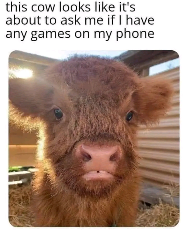 gaming memes - fluffy cow memes - this cow looks it's about to ask me if I have any games on my phone
