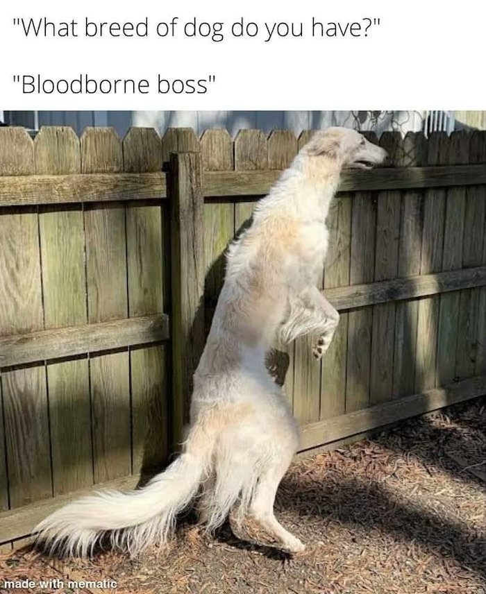 gaming memes - lord foog the 2st - "What breed of dog do you have?" "Bloodborne boss" made with mematic