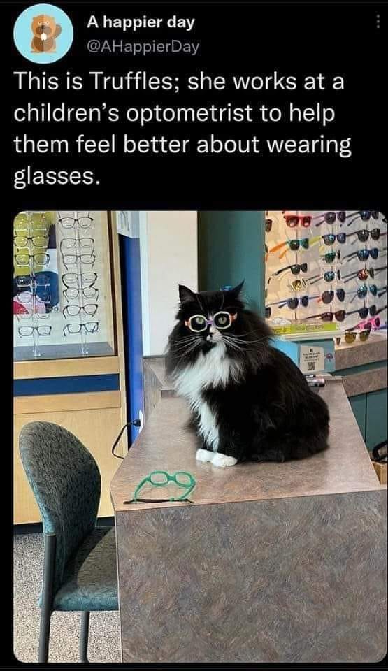 funny memes and pics - Cat - A happier day This is Truffles; she works at a children's optometrist to help them feel better about wearing glasses. 6018 686388