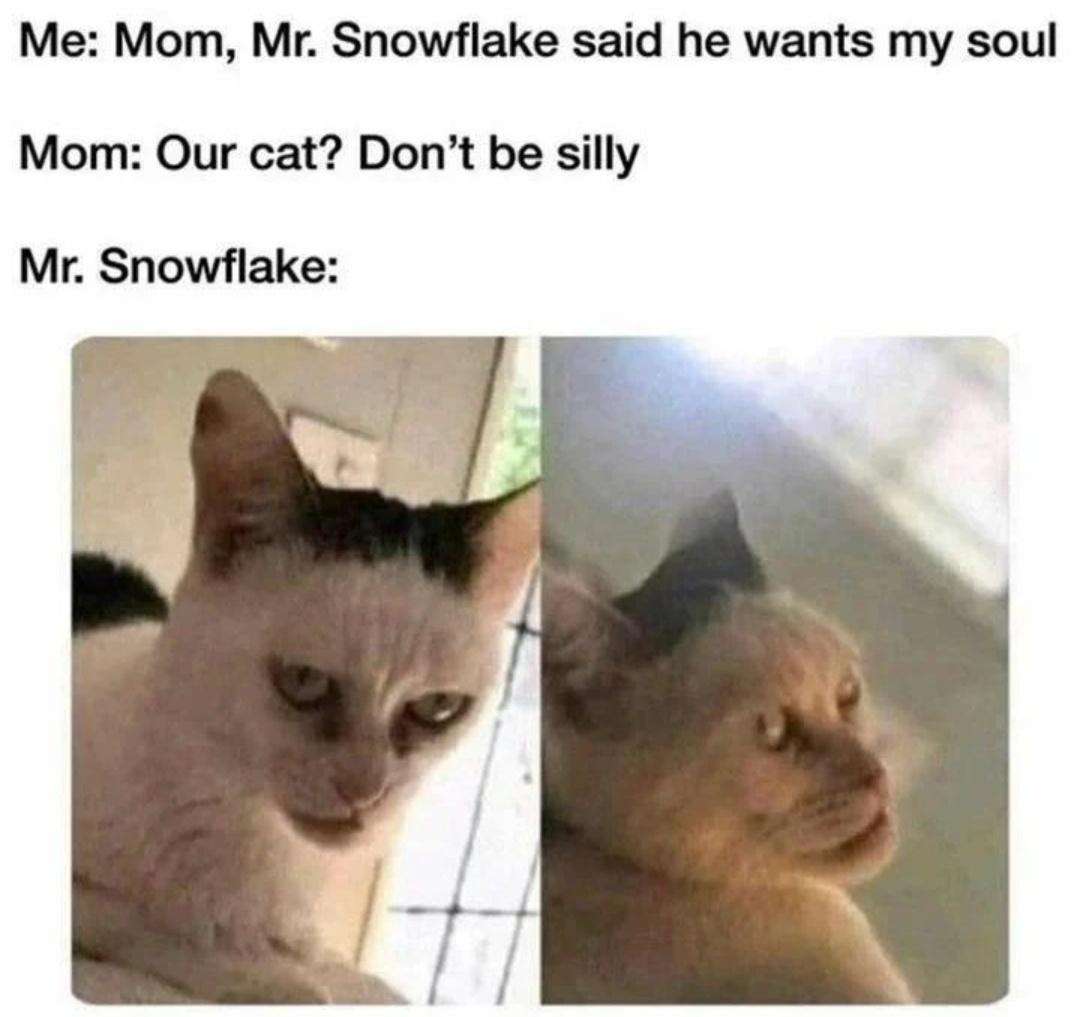 daily dose of memes and pics - mr snowflake cat - Me Mom, Mr. Snowflake said he wants my soul Mom Our cat? Don't be silly Mr. Snowflake