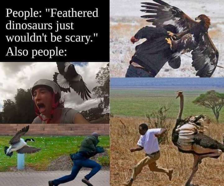 daily dose of memes and pics - angry birds african style - People "Feathered dinosaurs just wouldn't be scary." Also people