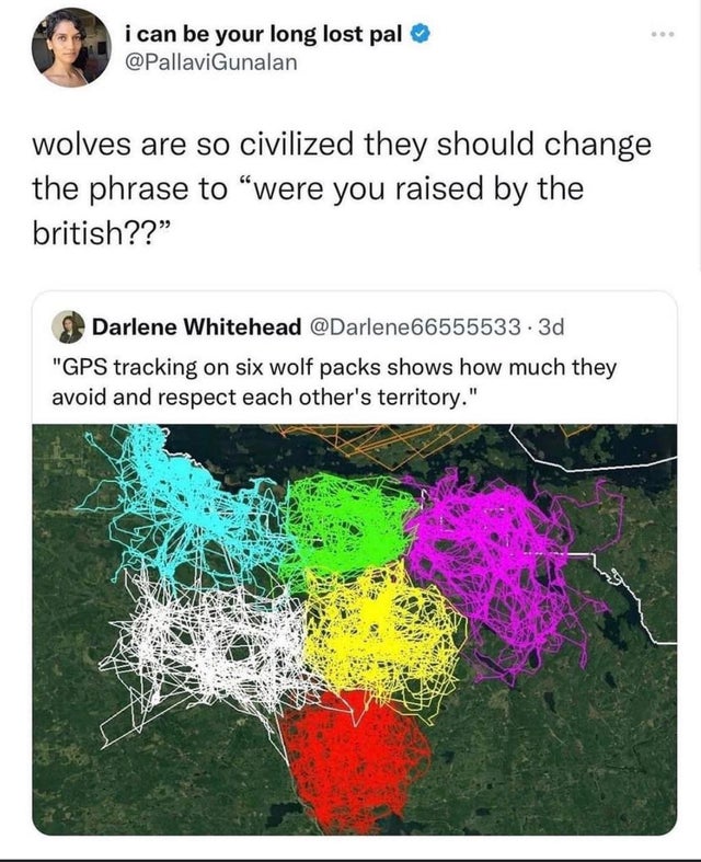 funny tweets - wolf pack gps - i can be your long lost pal ... wolves are so civilized they should change the phrase to "were you raised by the british??" Darlene Whitehead 3d "Gps tracking on six wolf packs shows how much they avoid and respect each othe