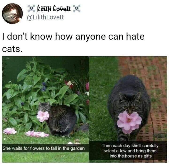 monday morning randomness - wholesome cats memes - Lilith Lovett I don't know how anyone can hate cats. She waits for flowers to fall in the garden 1515 Then each day she'll carefully select a few and bring them into the house as gifts