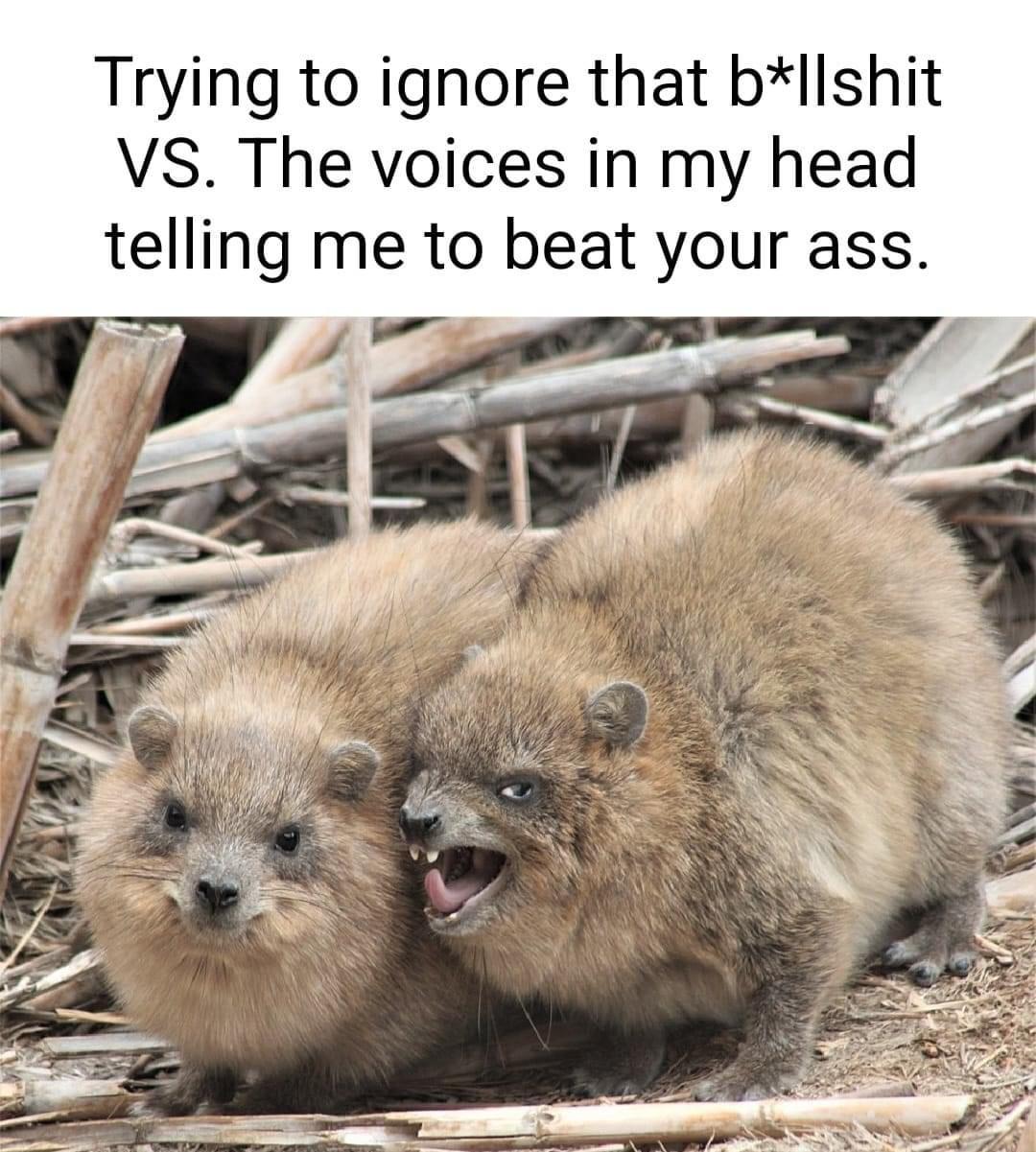 monday morning randomness - rock hyrax - Trying to ignore that bllshit Vs. The voices in my head telling me to beat your ass.