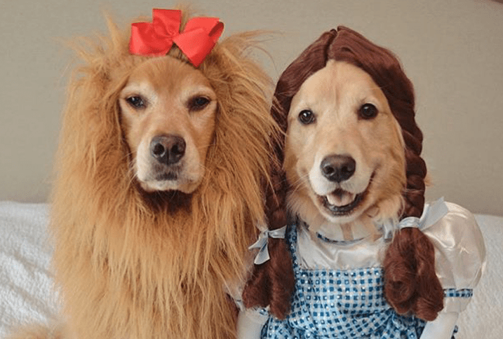 monday morning randomness - dog halloween costumes