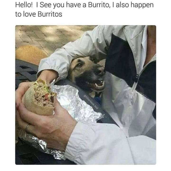 wholesome animal memes - Hello! I See you have a Burrito, I also happen to love Burritos .ted