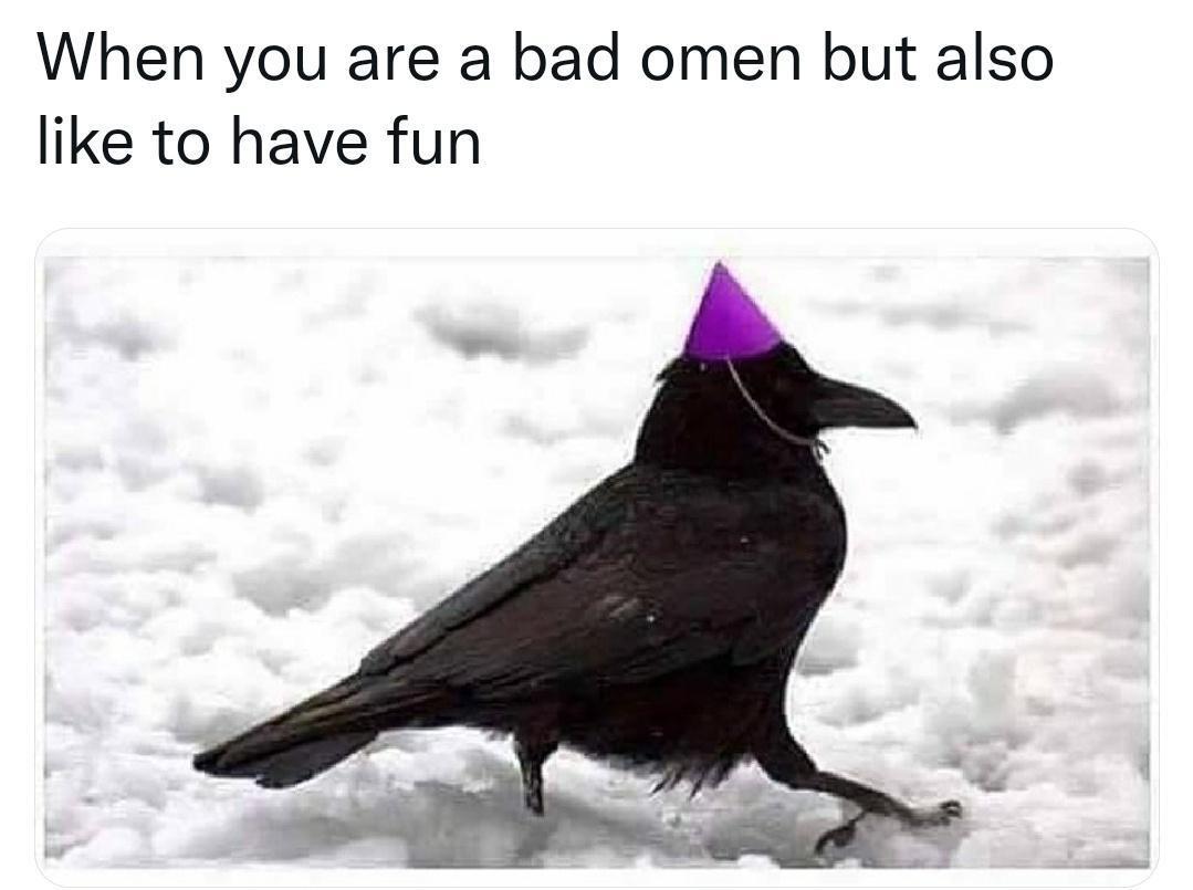 funny memes and cool pics - fauna - When you are a bad omen but also to have fun