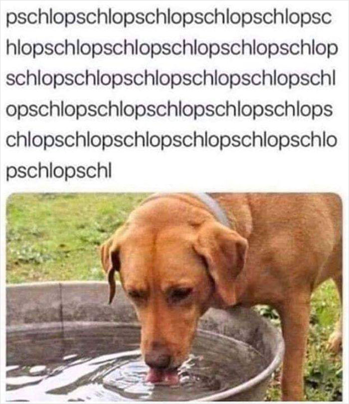 funny memes and cool pics - dog drink water meme - pschlopschlopschlopschlopschlopsc hlopschlopschlopschlopschlopschlop schlopschlopschlopschlopschlopschl opschlopschlopschlopschlopschlops chlopschlopschlopschlopschlopschlo pschlopschl