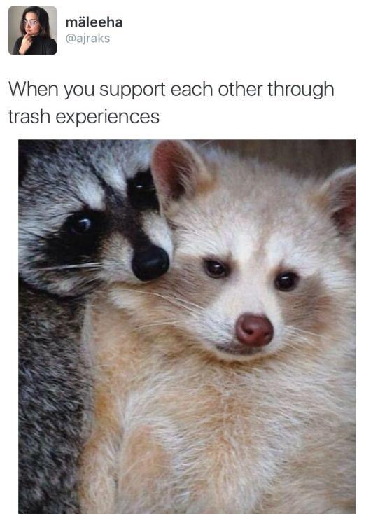 Fresh Pics And Memes - fauna - mleeha When you support each other through trash experiences