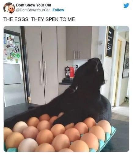 Fresh Pics And Memes - Cat - Dont Show Your Cat YourCat The Eggs, They Spek To Me