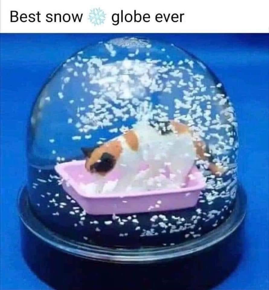Fresh Pics And Memes - purrfect snowglobe - Best snow globe ever