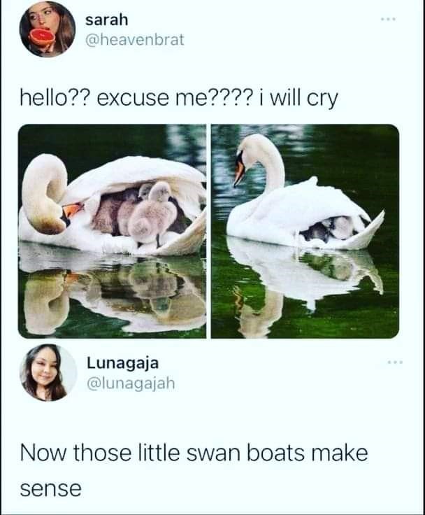 funny memes - swan babies - sarah hello?? excuse me???? i will cry Lunagaja Now those little swan boats make sense
