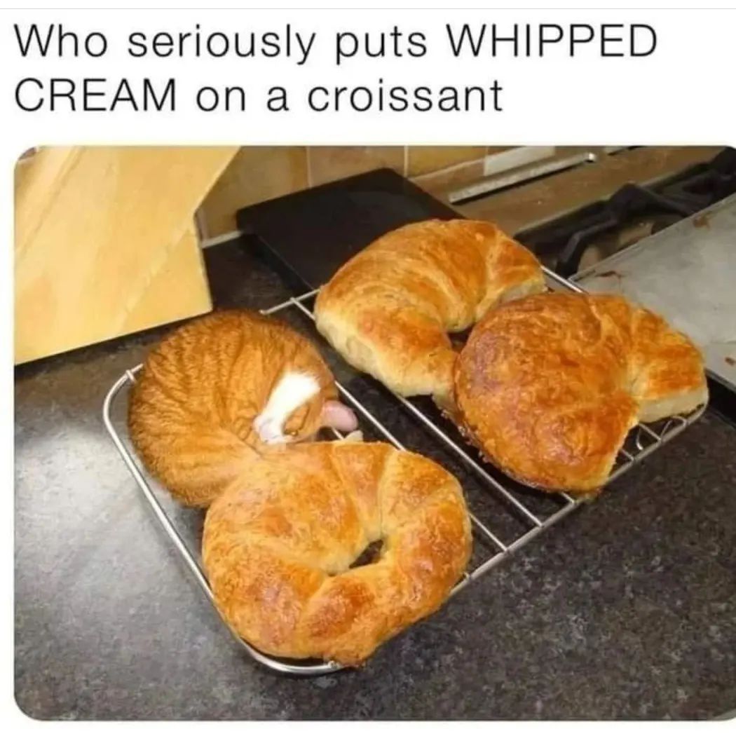 funny pics and memes - cat croissant meme - Who seriously puts Whipped Cream on a croissant