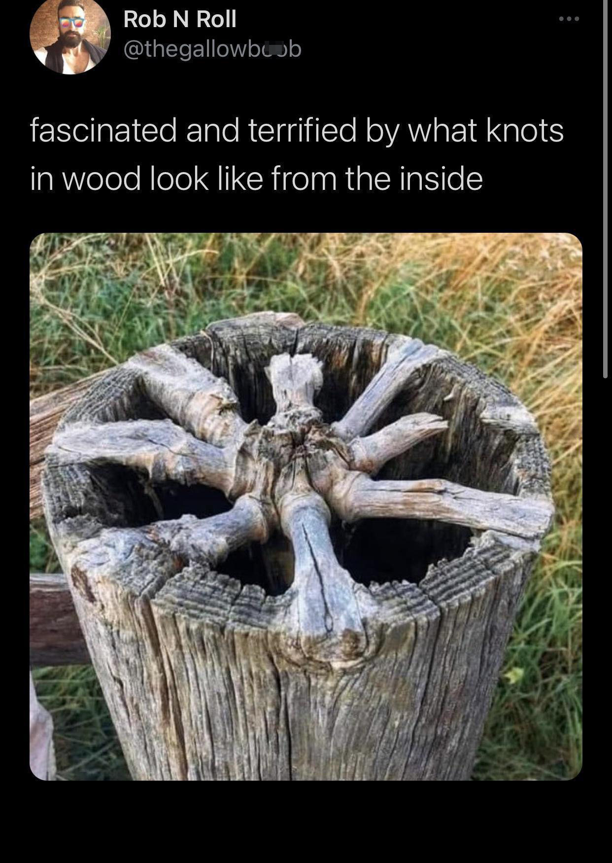 funny pics and memes - photo caption - Rob N Roll fascinated and terrified by what knots in wood look from the inside