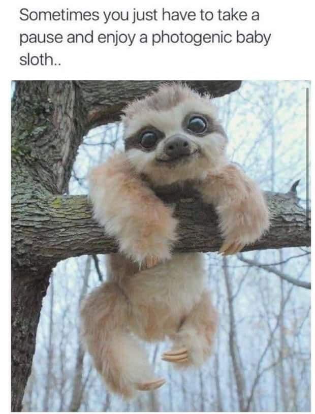 funny pics and memes - sometimes you just have to take a pause and enjoy a photogenic baby sloth - Sometimes you just have to take a pause and enjoy a photogenic baby sloth..